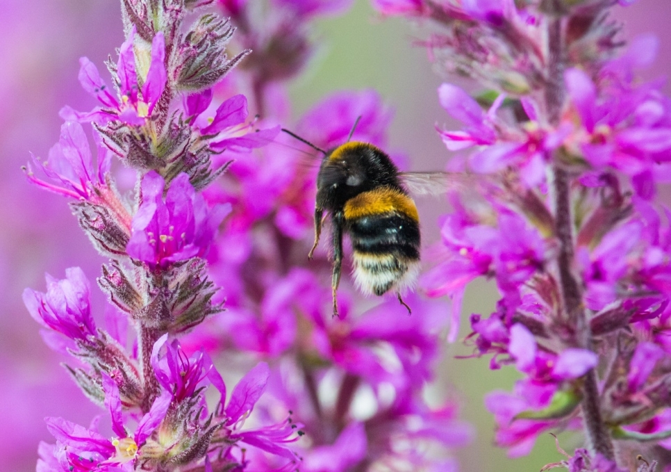 View: Weekly Pollinator Walk